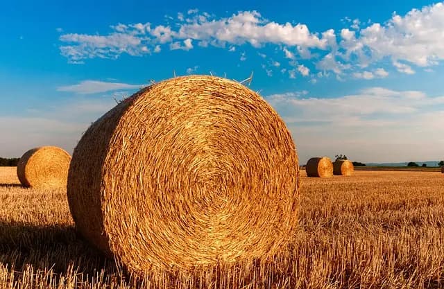 Tout savoir sur les chaumes et leur utilisation en agriculture
