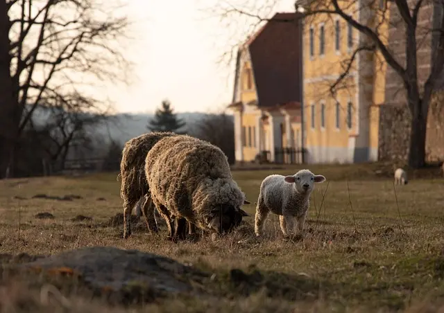 Les meilleures pratiques pour gérer vos fournitures agricoles
