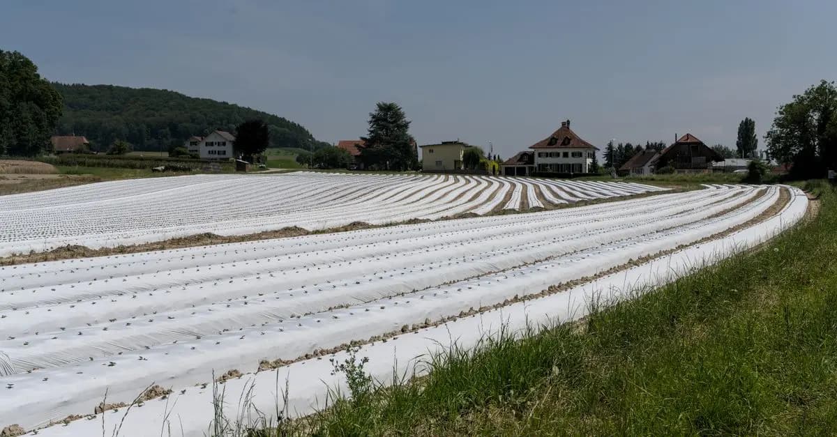 Optimiser l'utilisation des couvertures agricoles pour l'hiver
