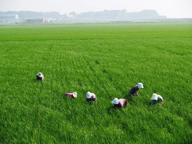 Les avantages des semences hybrides pour vos cultures