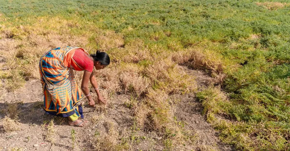 Comment choisir des fournitures agricoles adaptées à vos cultures