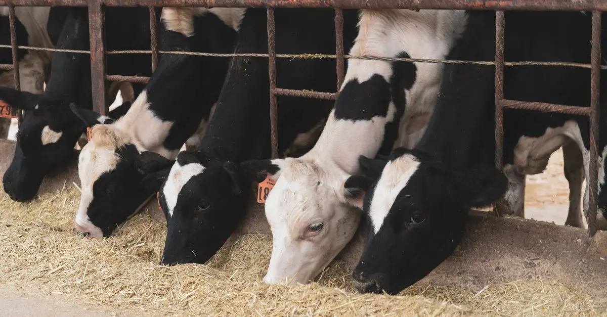 Tout savoir sur les fournitures agricoles pour l'élevage