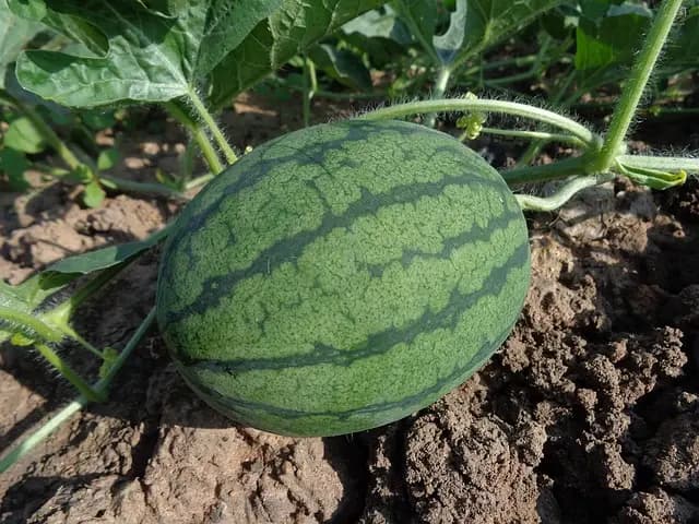 Guide pratique pour choisir des fournitures agricoles pour votre sol