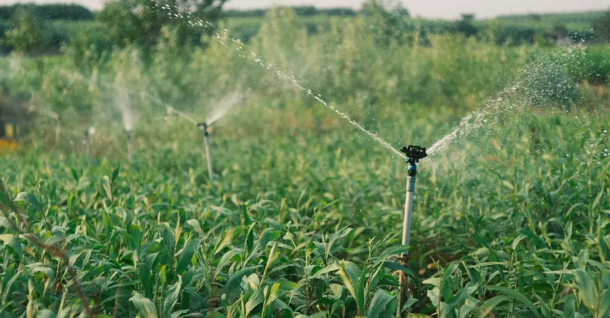 Système d'irrigation : goutte-à-goutte vs aspersion