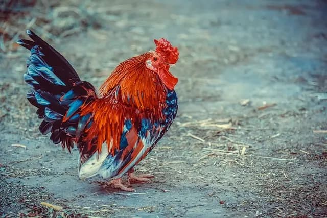 Les fournitures agricoles : guide d'achat pour les éleveurs