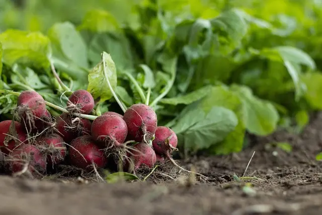 Les fournitures agricoles pour une agriculture régénérative