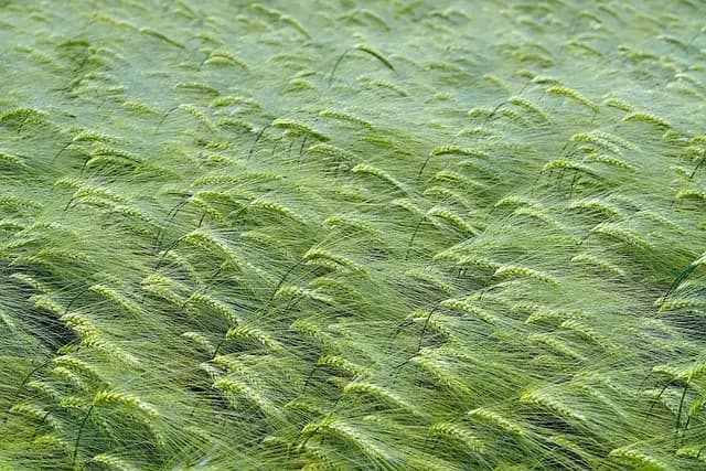 Comment choisir des produits phytosanitaires efficaces pour vos cultures