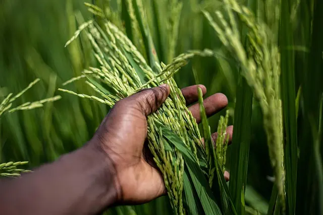 Les avantages des fournitures agricoles bio pour votre exploitation