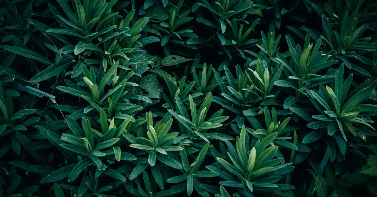 Les tendances des pratiques culturales respectueuses de l'environnement