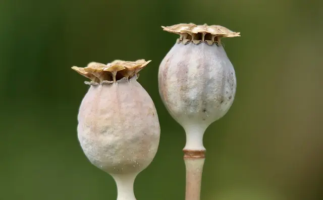 Comment bien choisir les semences pour votre exploitation agricole