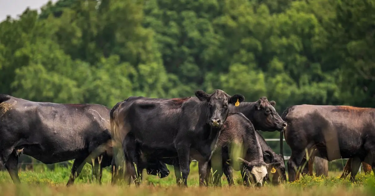 Comment le bétail impacte l'écosystème agricole