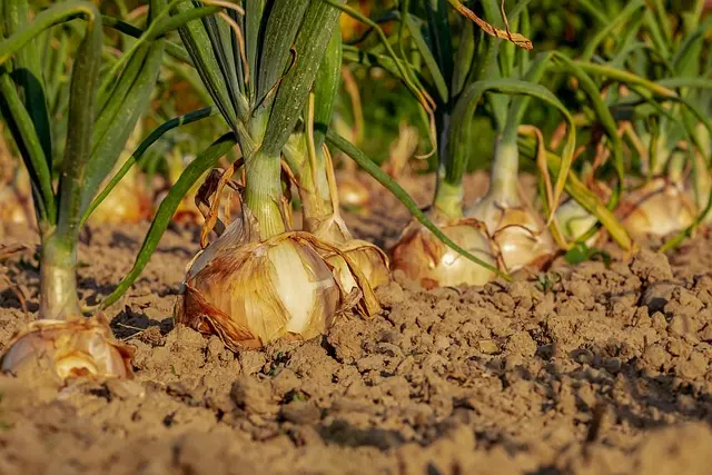 Les clés pour optimiser l'utilisation de vos fournitures agricoles