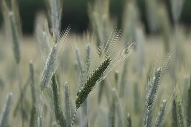 Les meilleures fournitures agricoles pour une agriculture durable