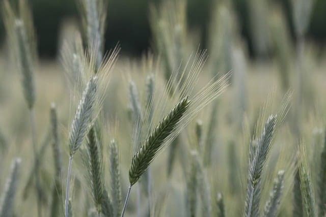 Les avantages des fournitures agricoles durables pour votre exploitation