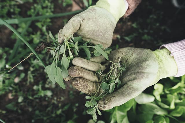 Les avantages des semences biologiques pour votre exploitation