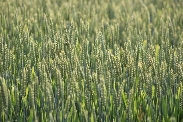 Les fournitures agricoles et leur impact sur le rendement