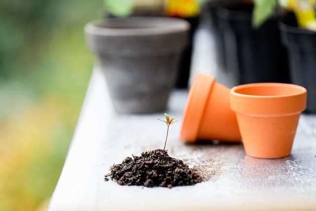 Les différents types d'outils de jardinage à connaître