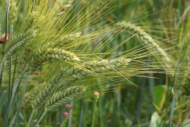 Les avantages des semences biologiques pour votre exploitation